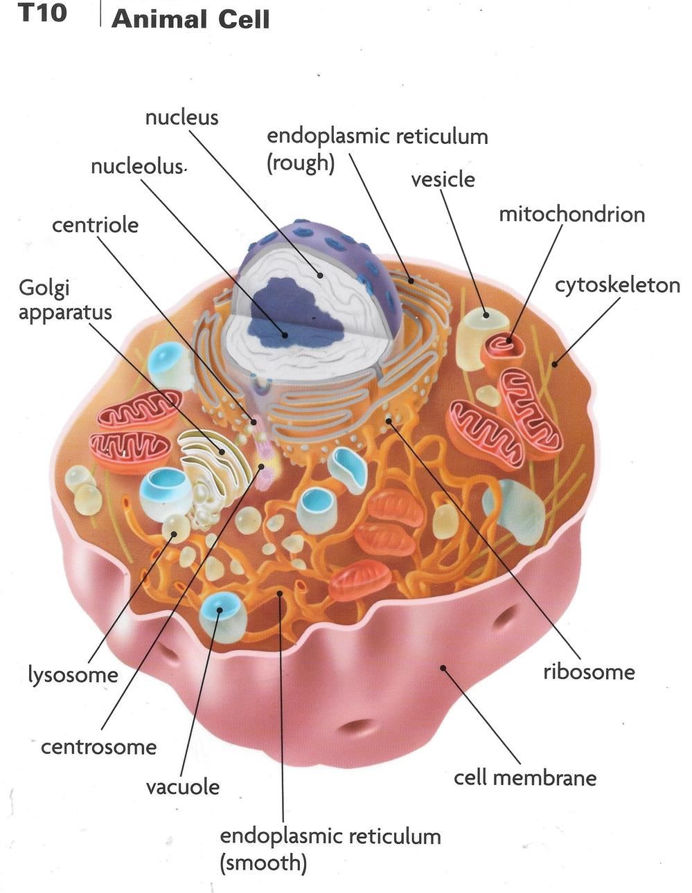 Animal Cell